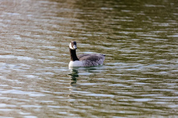 Vacker Bild Ung Gås Som Simmar Vattnet — Stockfoto