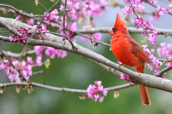 Червоний Птах Гілці — стокове фото