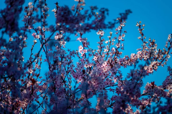 Hermosas Flores Que Crecen Jardín —  Fotos de Stock