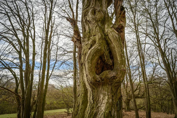 公園内の古い木 — ストック写真
