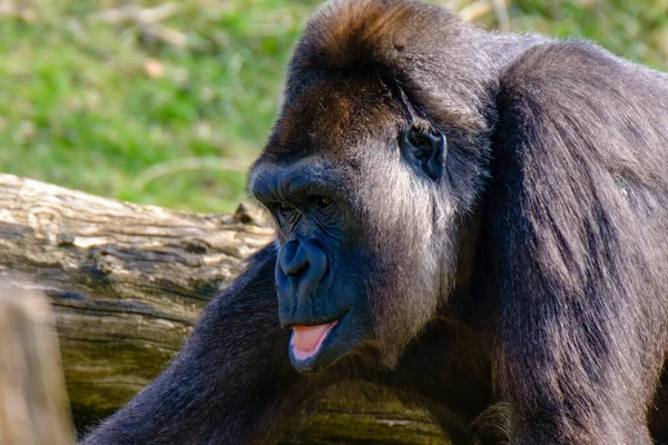 Närbild Gorilla Djurparken — Stockfoto