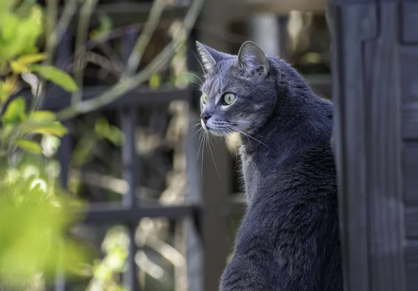 Katze Garten — Stockfoto