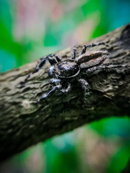 Nahaufnahme Einer Spinne Auf Einem Ast — Stockfoto