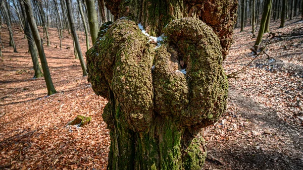 Plan Rapproché Cœur Bois Sur Arbre — Photo