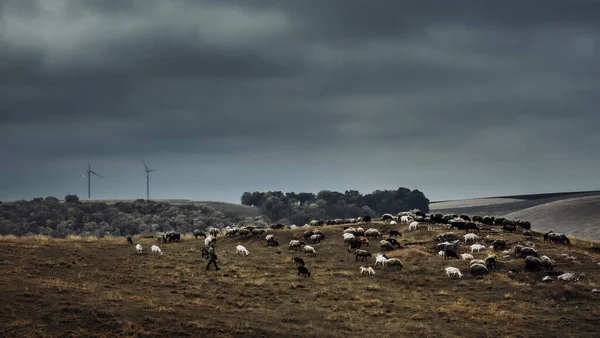 Schapen Die Grazen Het Veld — Stockfoto