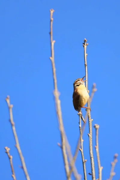 Mooie Opname Van Vogel Natuurlijke Habitat — Stockfoto