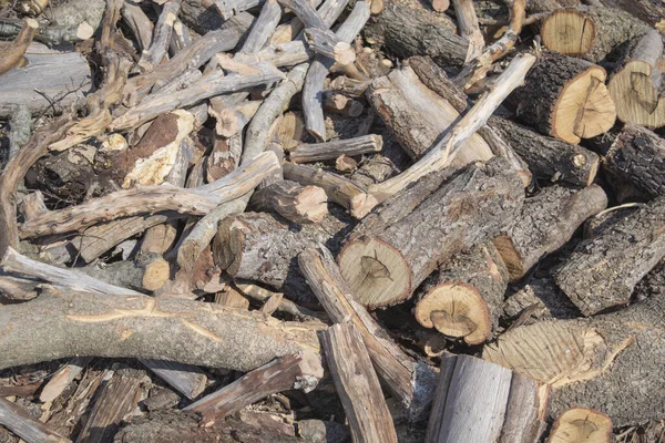 Holzstapel Wald — Stockfoto