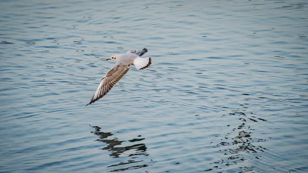 Mouette Volant Dans Mer — Photo