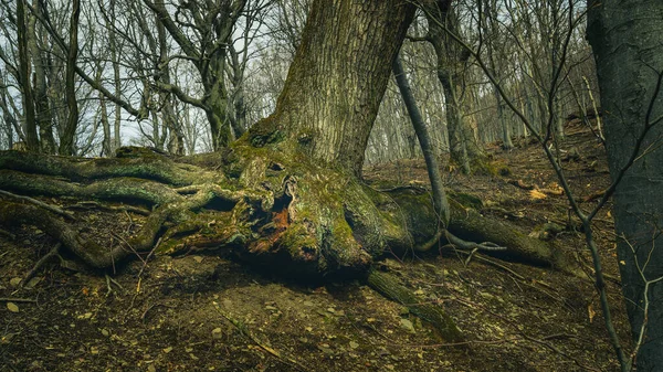 Beau Paysage Avec Arbre Dans Forêt — Photo