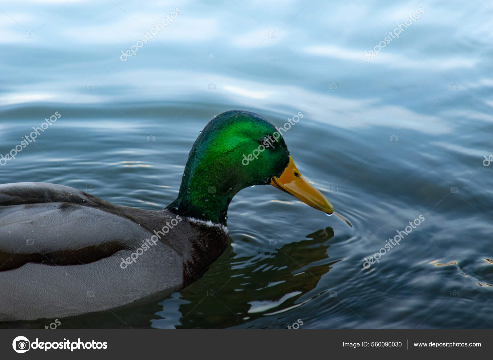 Утка Озере Стоковое Фото ©Wirestock 560090030