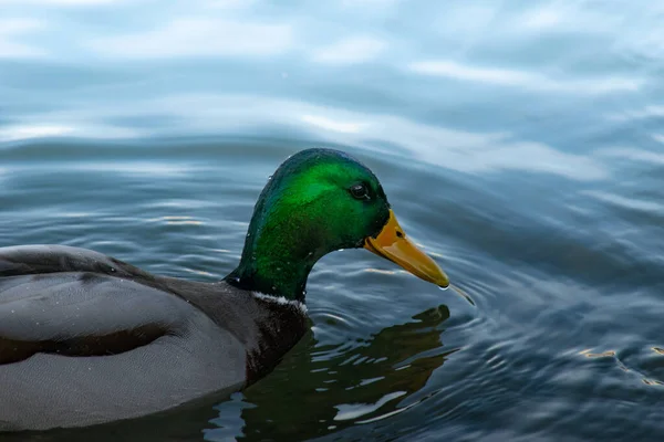 Canard Sur Lac — Photo