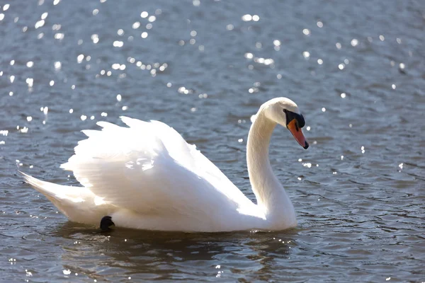 Witte Zwaan Het Meer — Stockfoto