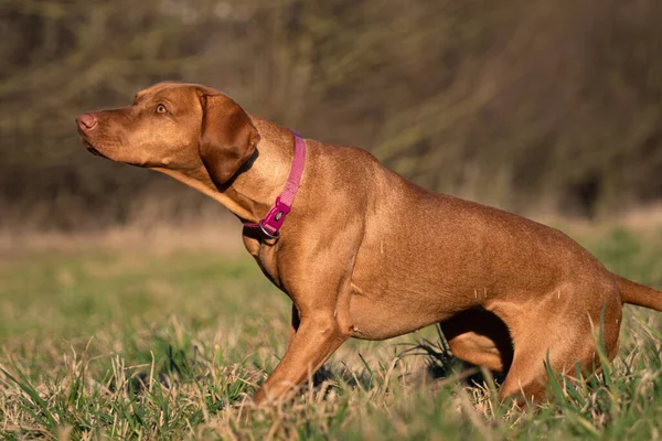 草の中の犬 — ストック写真