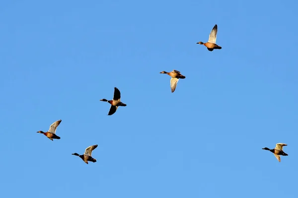 Rebanho Pássaros Voando Céu — Fotografia de Stock