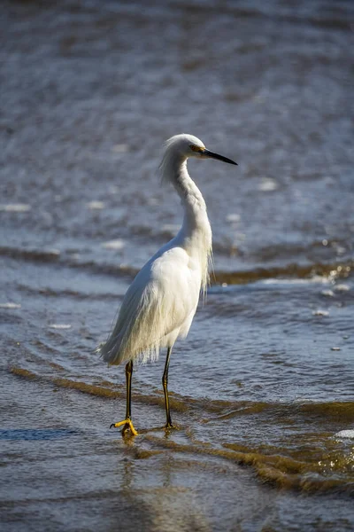 Nagy Egret Ardea Alba Vízben — Stock Fotó