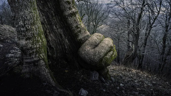 Arbre Dans Forêt — Photo