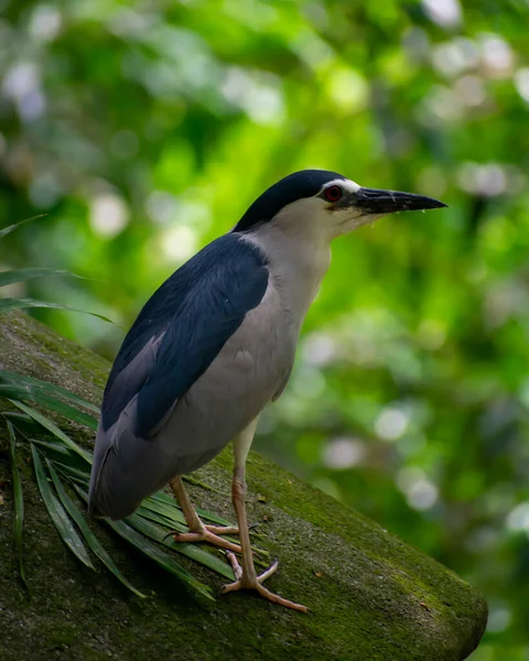Belo Tiro Pássaro Habitat Natural — Fotografia de Stock