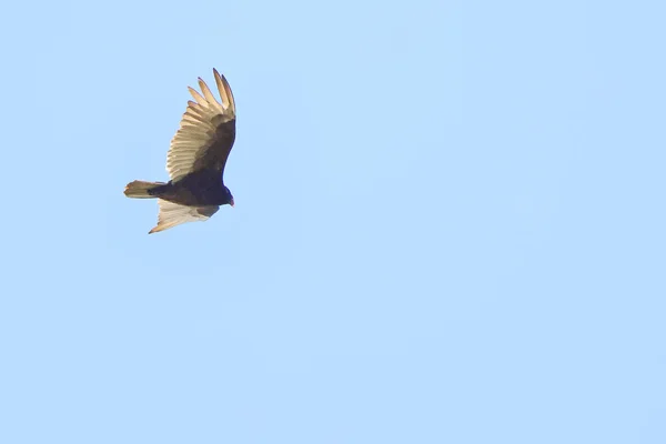 Fågel Som Flyger Skyn — Stockfoto