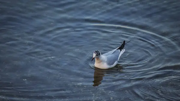 Zbliżenie Ujęcia Ptaka Pływającego Wodzie — Zdjęcie stockowe
