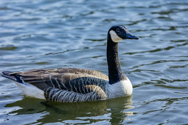 Nahaufnahme Einer Wasser Schwimmenden Gans — Stockfoto