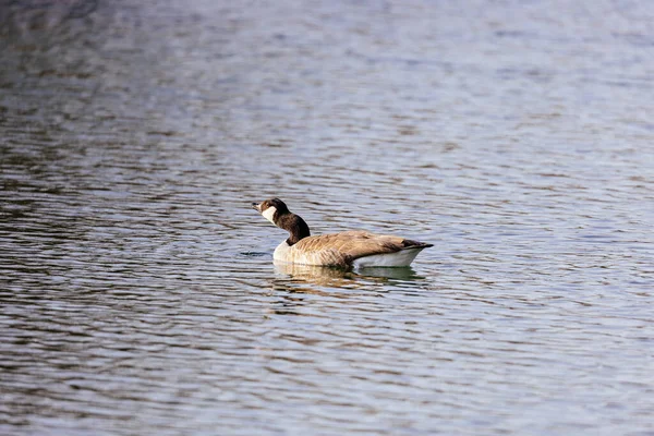 Ganso Cabeça Preta Lago — Fotografia de Stock