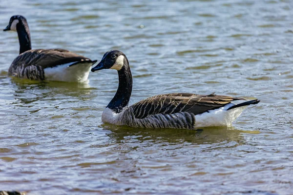 Nahaufnahme Einer Wasser Schwimmenden Gans — Stockfoto