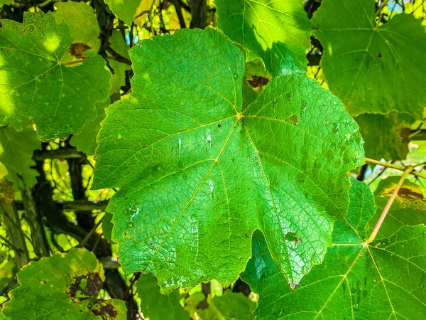 Grüne Traubenblätter Der Rebe — Stockfoto