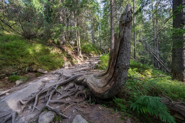 Srail Kuzeyinde Güzel Bir Orman Manzarası — Stok fotoğraf