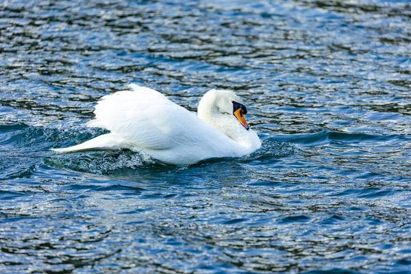 Witte Zwaan Het Meer — Stockfoto