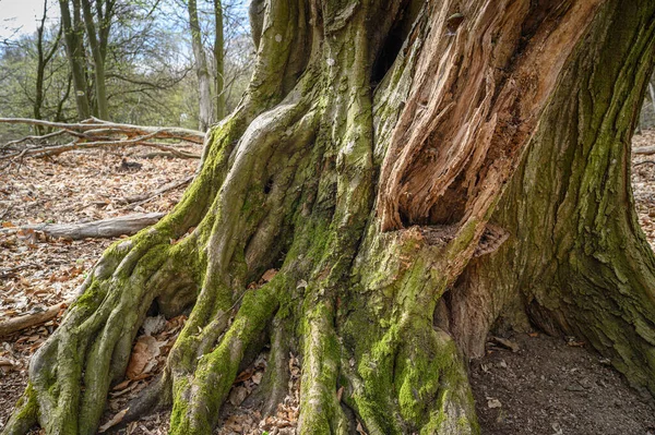 Ormandaki Bir Ağaç Gövdesinin Yakın Çekimi — Stok fotoğraf
