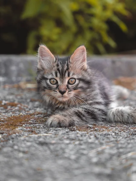 Gato Bonito Rua — Fotografia de Stock