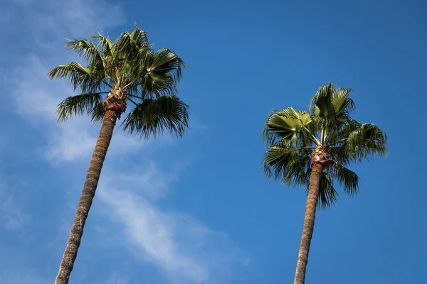 Palmeira Fundo Céu Azul — Fotografia de Stock