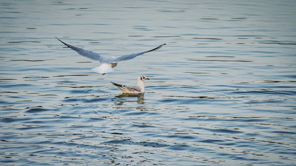 海鸥在水里飞舞 — 图库照片