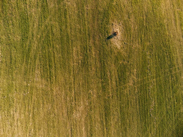 Vanuit Lucht Uitzicht Het Rivierenveld Zomer — Stockfoto