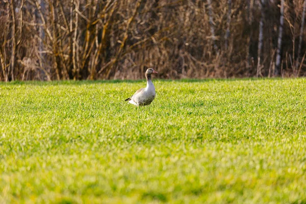 Oie Grise Sur Herbe — Photo