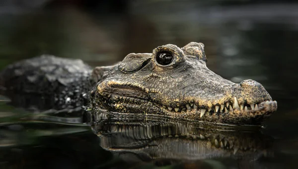 Crocodile Dans Eau — Photo