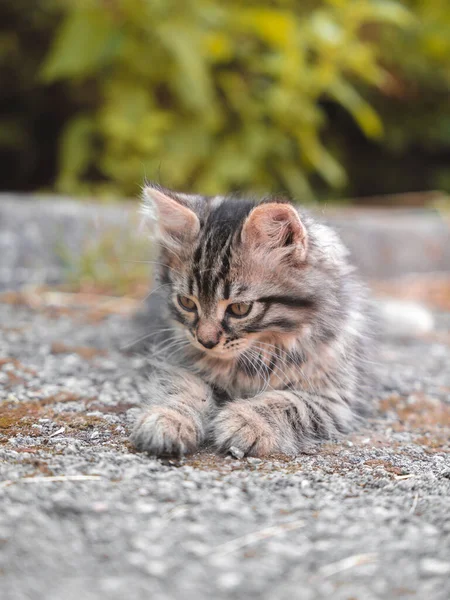 길에서 귀엽고 고양이 — 스톡 사진
