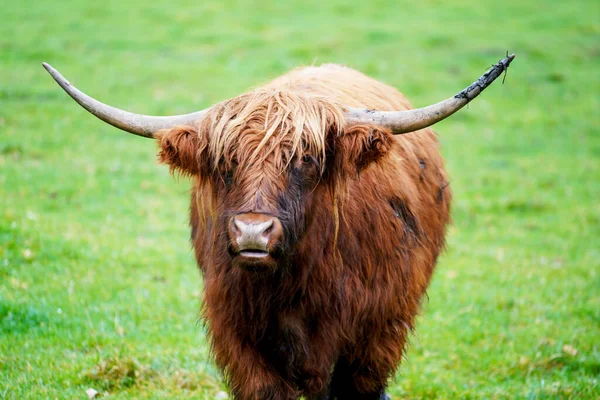 Una Hermosa Vaca Pelirroja Campo Verde —  Fotos de Stock