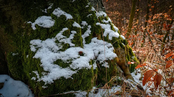 Wunderschöne Winterlandschaft Mit Schneebedeckten Bäumen — Stockfoto