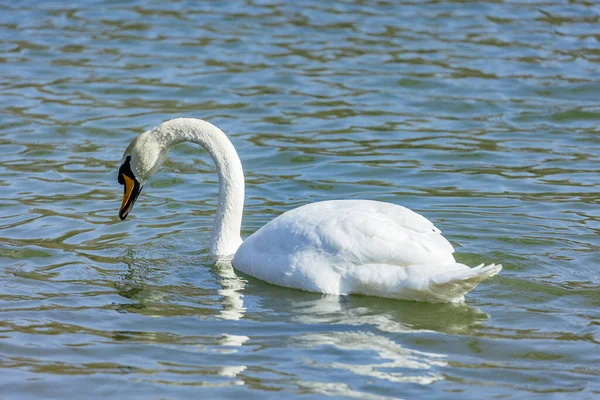 Weißer Schwan Auf Dem See — Stockfoto