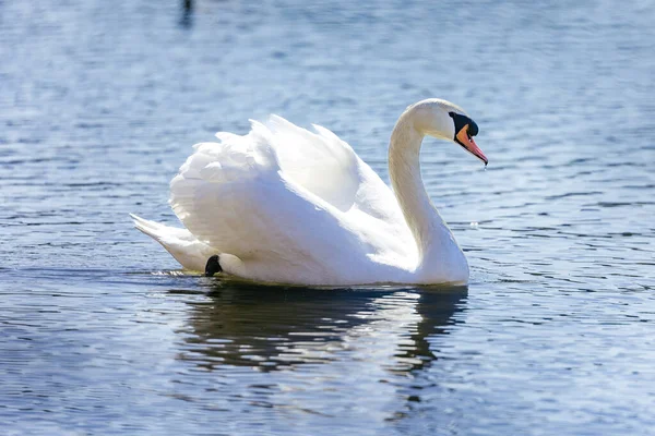 Labuť Bílá Jezeře — Stock fotografie