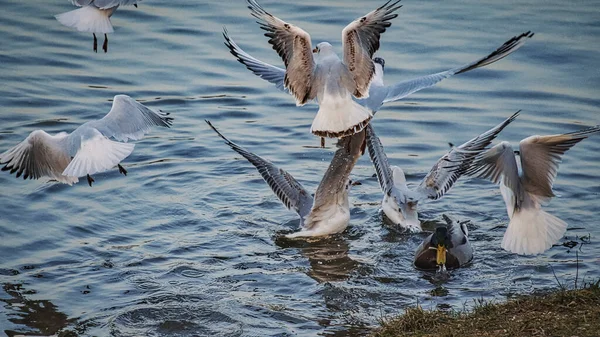 Чайки Літають Морі — стокове фото