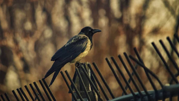 Belle Photo Oiseau Dans Habitat Naturel — Photo