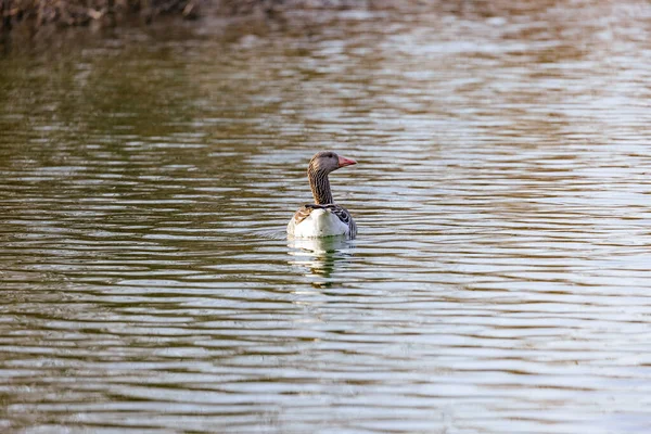 Belo Tiro Pato Branco Água — Fotografia de Stock