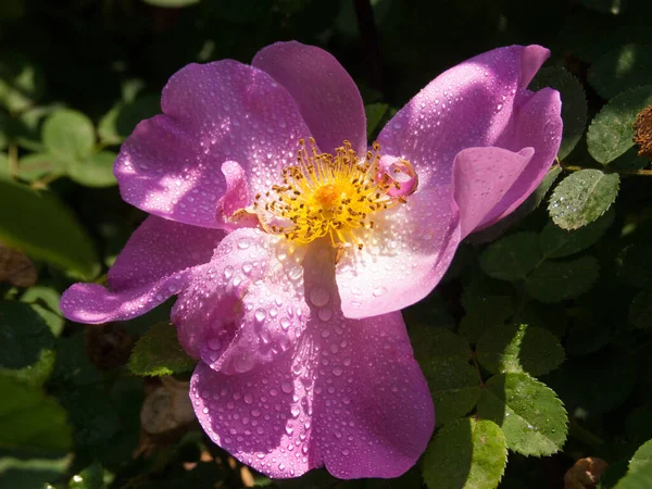 Vackra Blommor Trädgården — Stockfoto