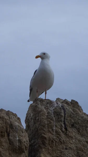 Seagull Beach — Stock Photo, Image