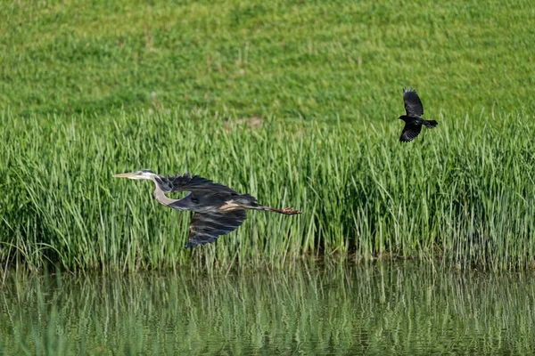Aves Volando Sobre Lago — Foto de Stock