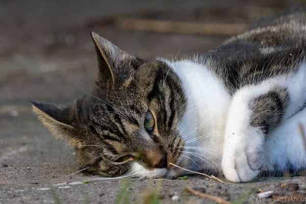 Chat Dans Rue — Photo