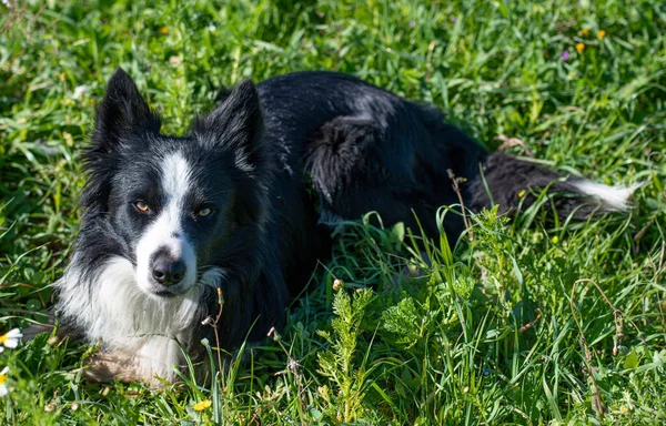 Zwart Wit Hond Liggend Het Gras — Stockfoto