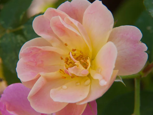 Piękne Kwiaty Rosnące Ogrodzie — Zdjęcie stockowe